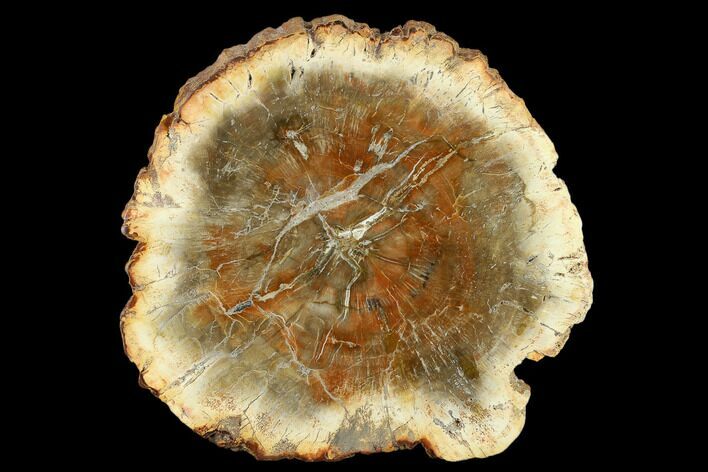 4.5" Petrified Wood (Araucaria) Slab - Madagascar 